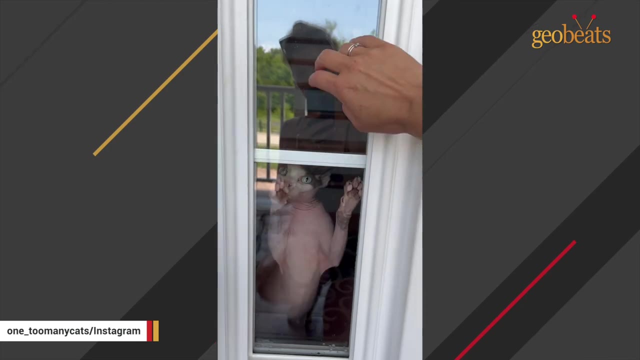 A hairless Sphynx cat standing on its hind legs, looking out through a narrow glass window pane of a door while a hand touches the glass from the outside.