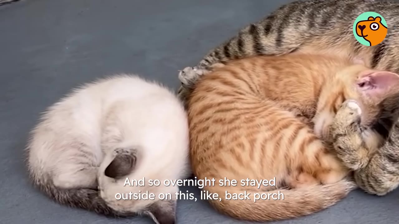 An orange tabby cat and a white cat curl up together to sleep on a grey porch floor.