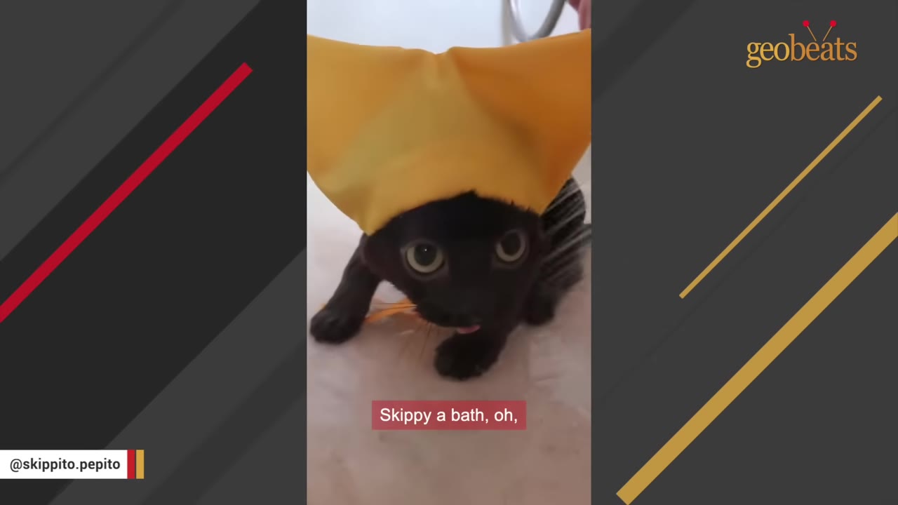 A small black cat wearing a bright yellow bonnet looks directly at the camera with wide eyes.