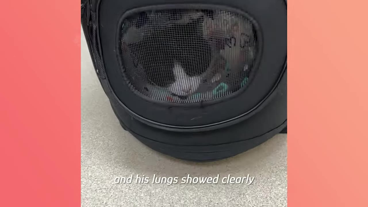 A black and white cat is visible inside a black pet carrier sitting on a light-colored floor.