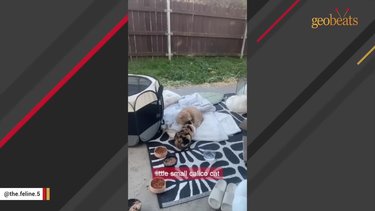 An orange cat and a calico cat lie together on a blanket in an outdoor backyard setup.