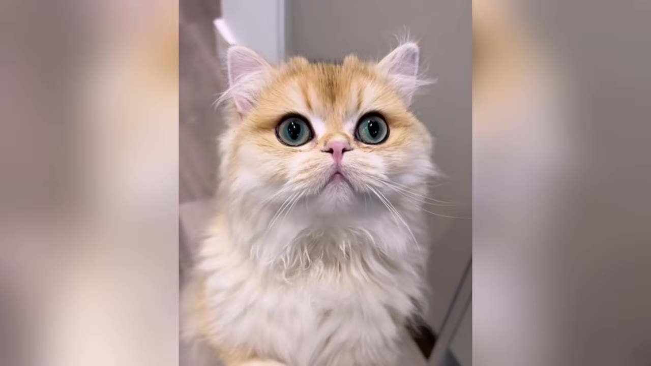 A close-up shot of a fluffy, long-haired golden kitten with large, round green eyes looking upward.