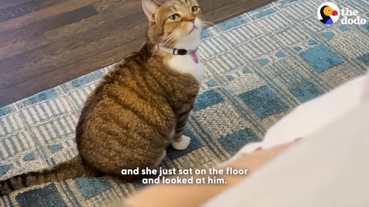 A brown and white tabby cat wearing a collar sits on a blue patterned rug, looking upward.