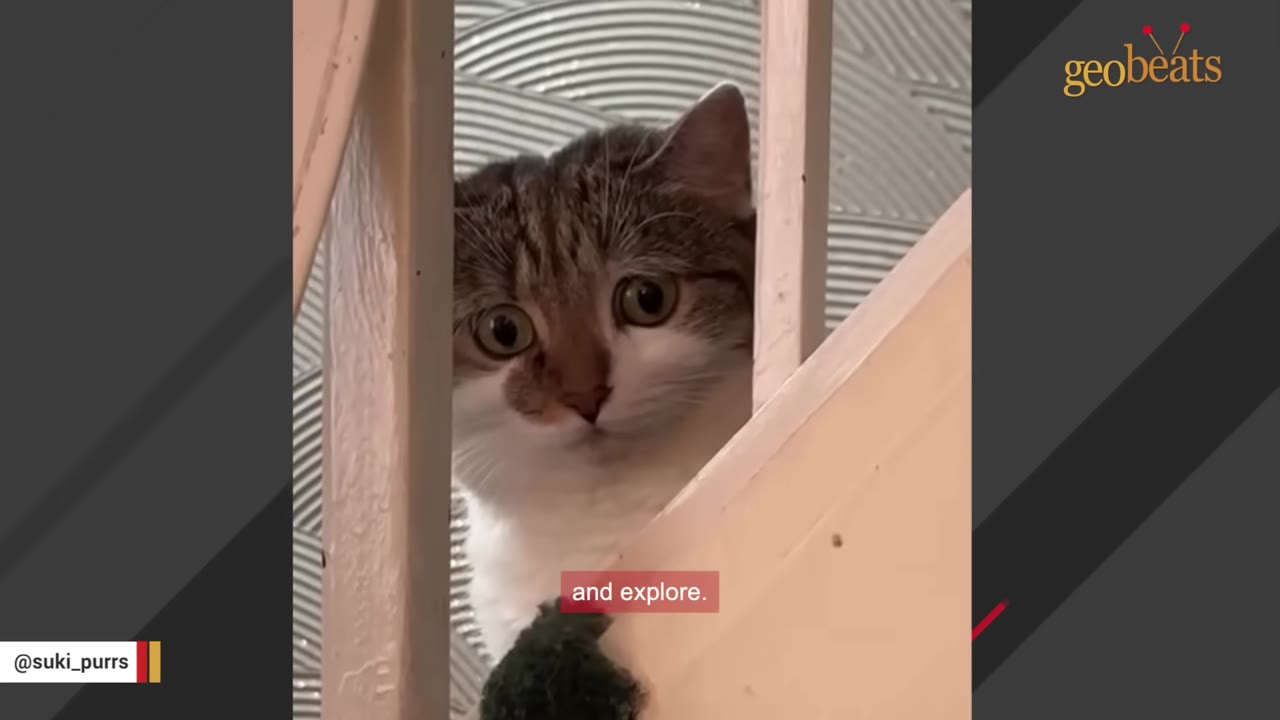 A brown and white cat with wide, anxious eyes peeks through the wooden banisters of a staircase.