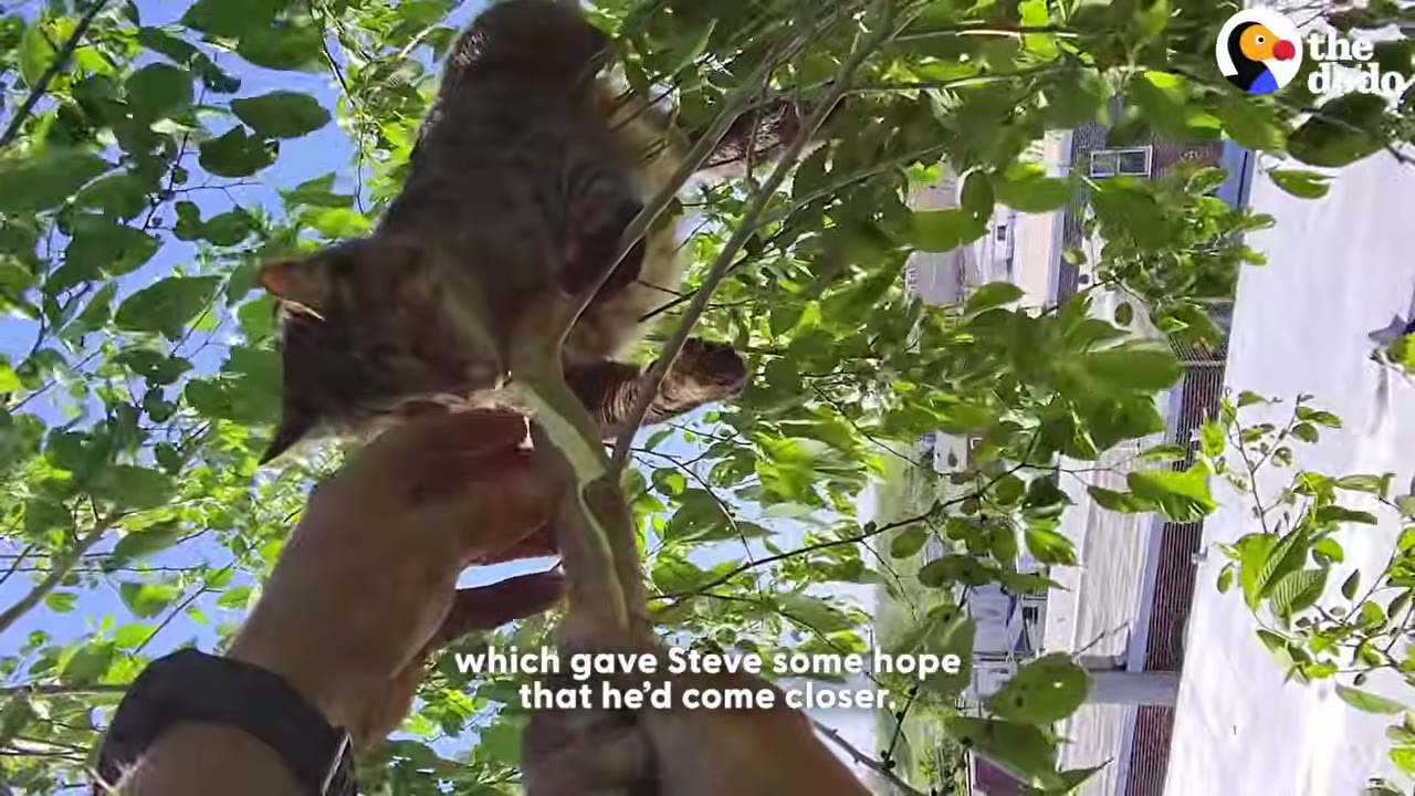 A low-angle shot looking up into a leafy tree where a fluffy brown tabby cat leans down to sniff or eat a treat from a person's hand.