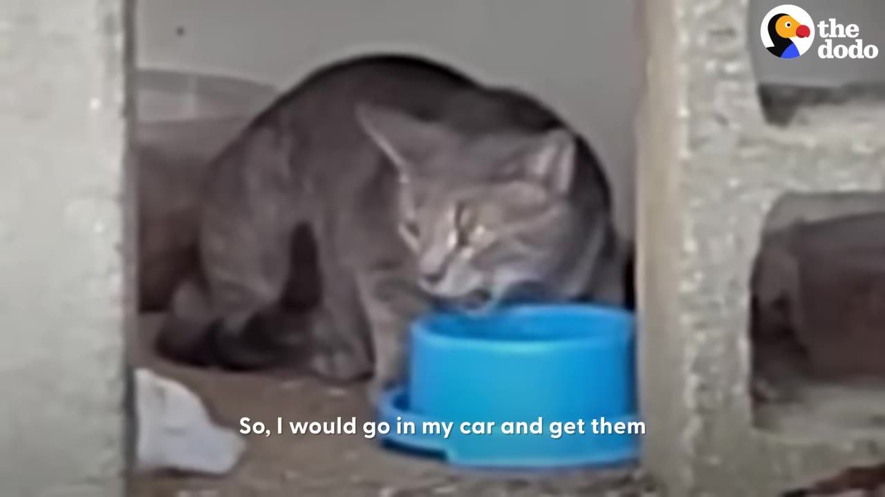 A grey tabby cat eating from a blue bowl placed inside a concrete block structure.