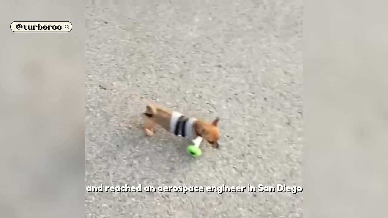A small brown puppy with a makeshift green wheel attached to its front walking on a paved surface.