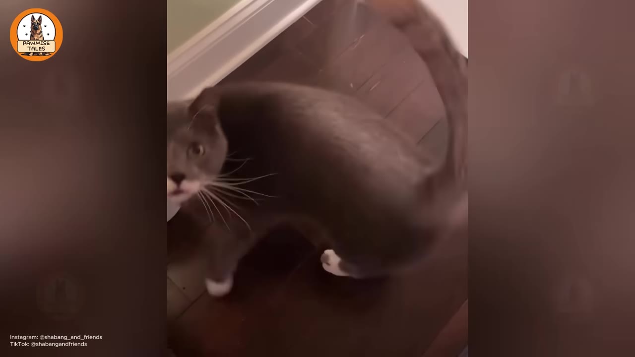 A grey cat with white paws and long white whiskers looks up at the camera on a dark wooden floor.