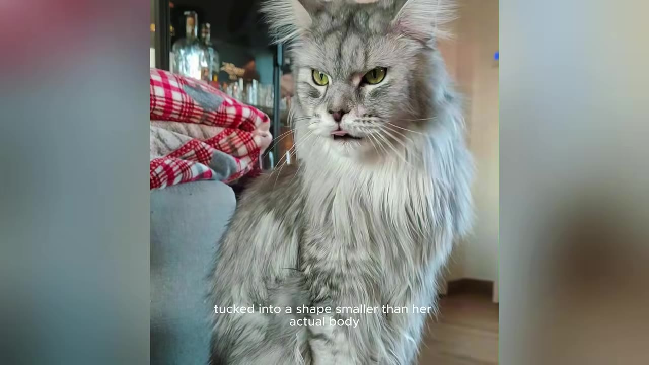 A fluffy grey Maine Coon cat with green eyes sits upright, looking off-camera with a serious expression.