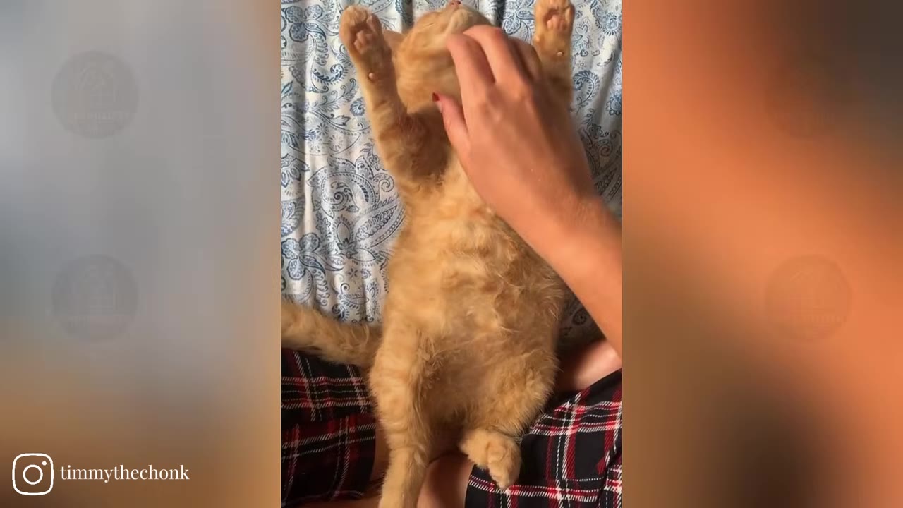 An orange tabby cat lying on its back in a person's lap wearing plaid pants, receiving chin scratches from a hand.