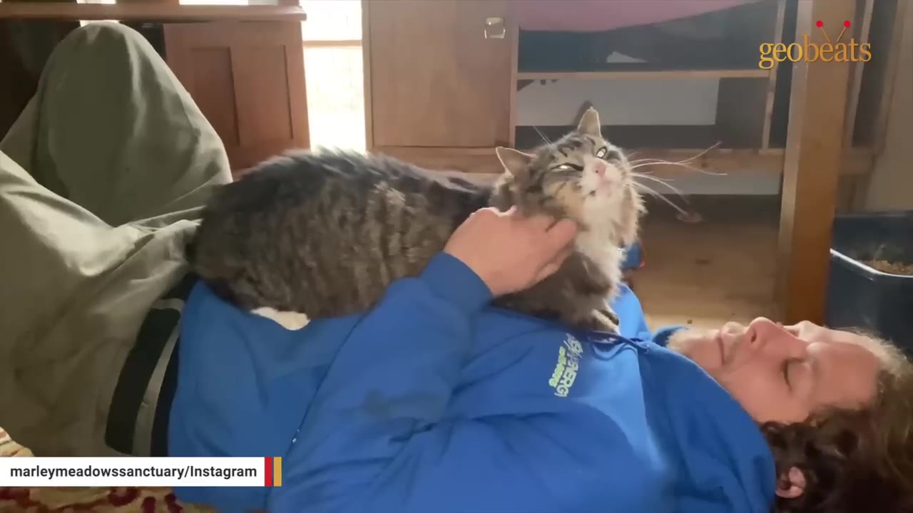 A fluffy tabby cat lies on the chest of a person wearing a blue sweatshirt, closing its eyes in enjoyment as it receives chin scratches.