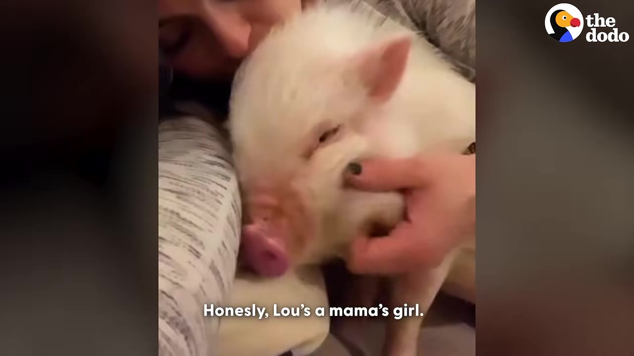 A close-up of a small white pig being gently cuddled and petted on the cheek by a person.