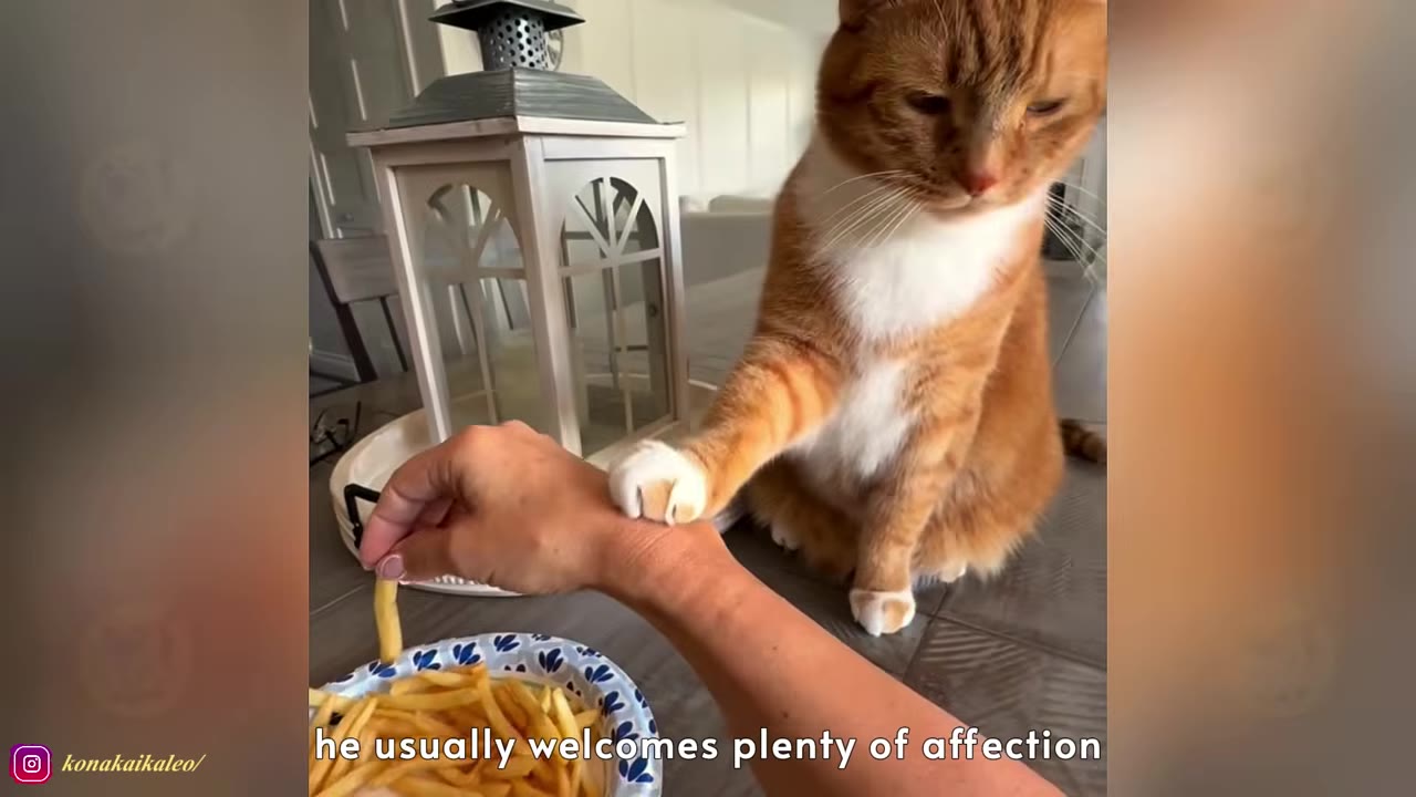 An orange and white cat sitting on a table next to a white lantern, placing its paw on a person's wrist as they reach for a plate of french fries.