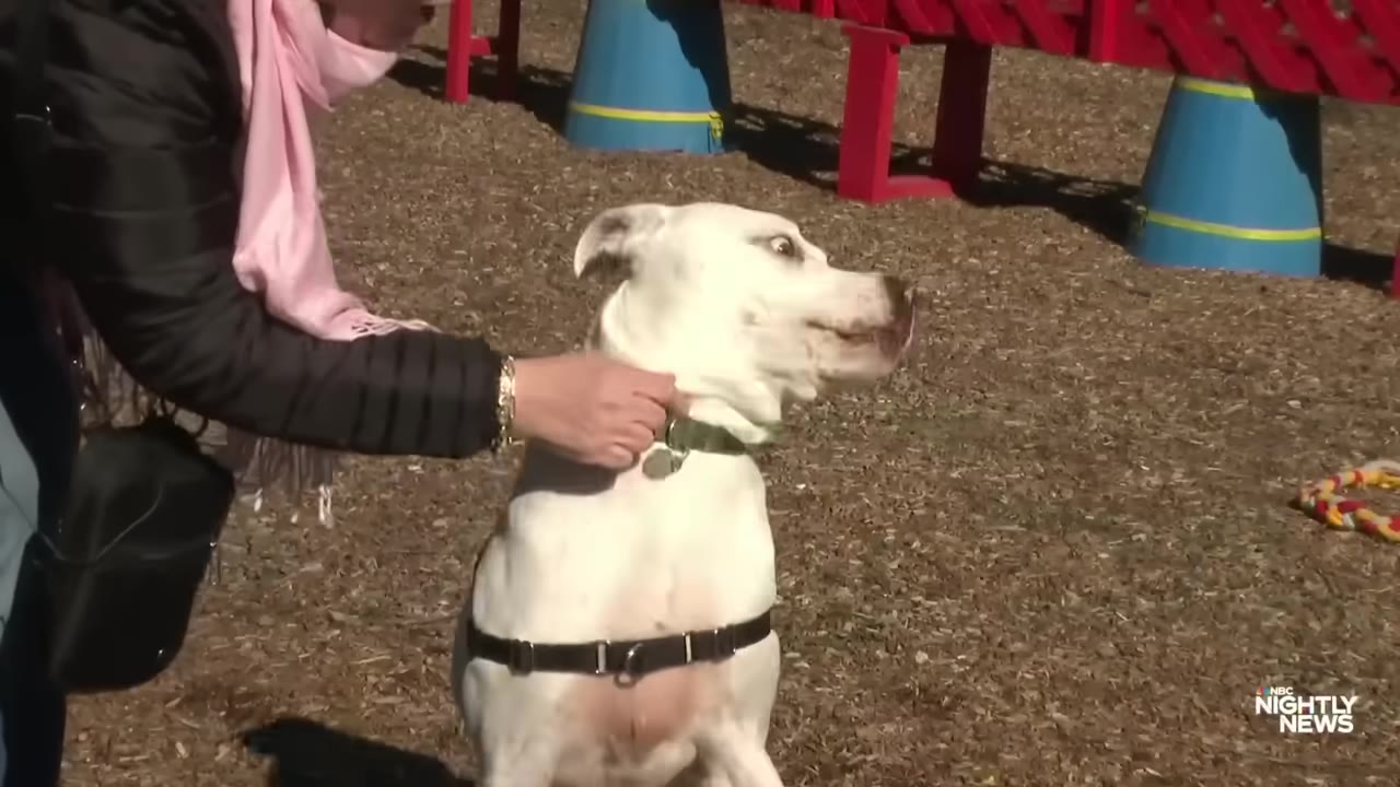 A woman wearing a pink scarf and black jacket pets a white dog wearing a harness in an outdoor area.