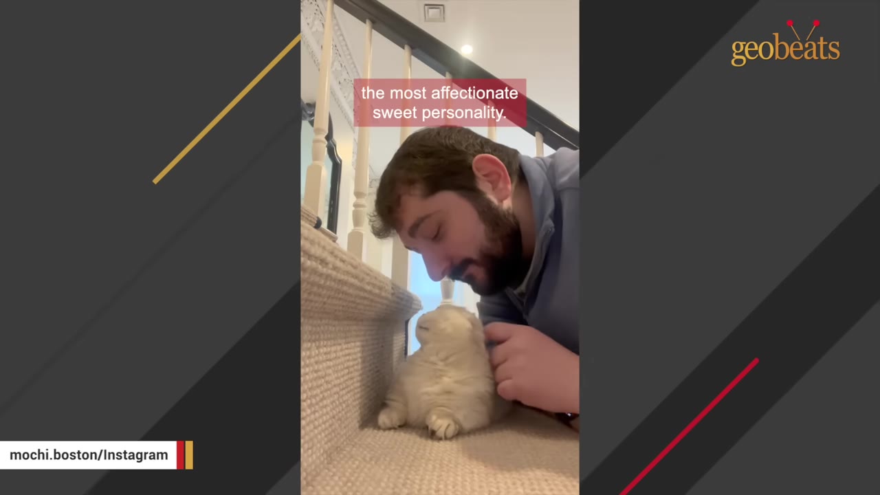 A man leans down on a carpeted staircase to gently touch noses with a small, fluffy white cat.
