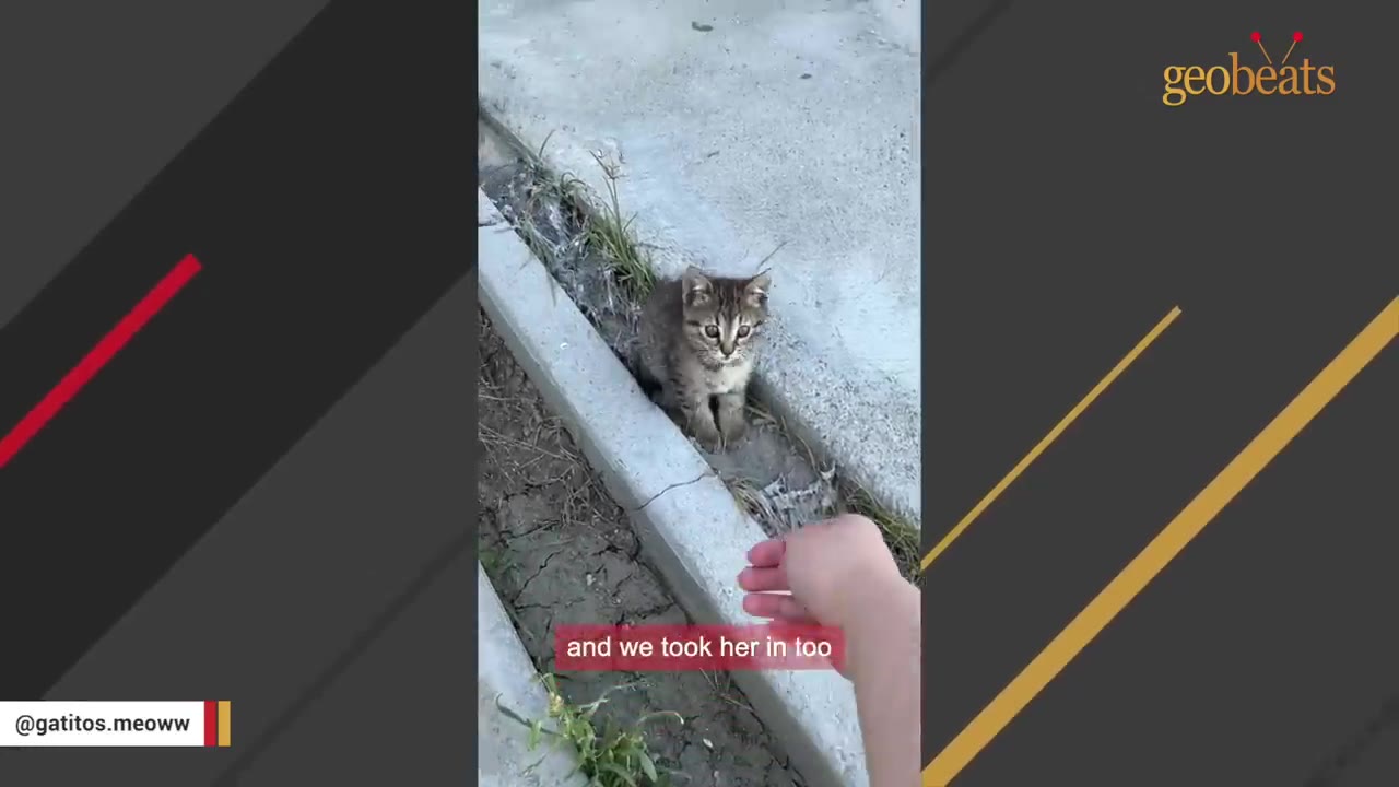 A small tabby kitten sitting on a concrete curb as a hand reaches out toward it.
