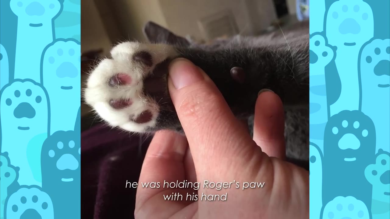 A close-up of a person's hand gently holding a grey cat's white-tipped paw with pink paw pads.