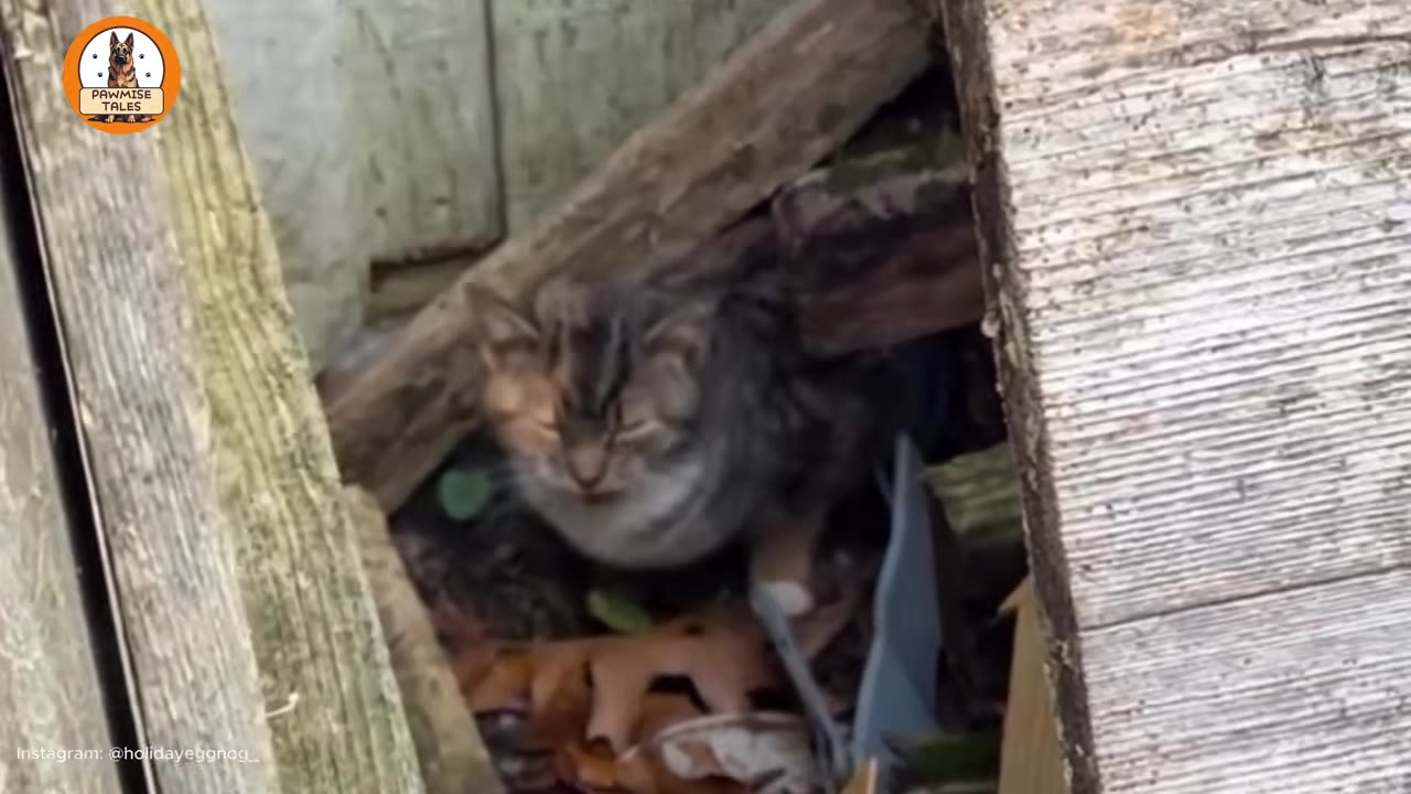 A small tabby kitten huddled under wooden planks and debris outdoors.