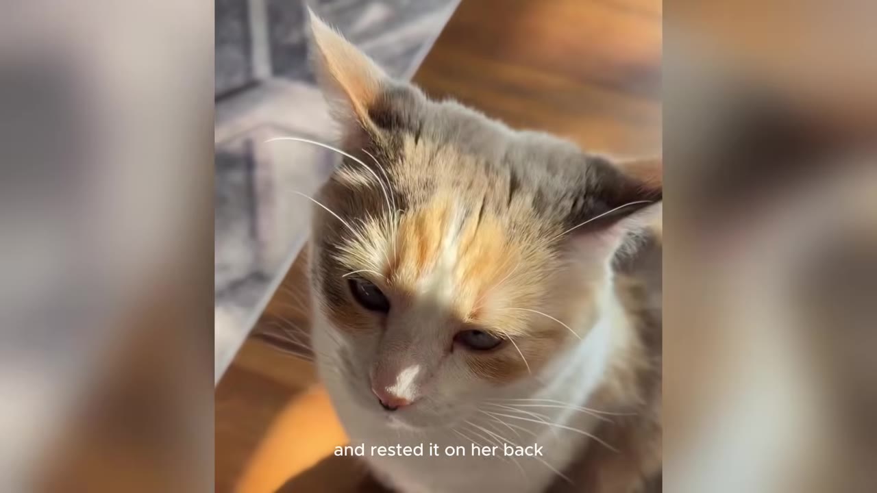 A close-up of a calico cat looking downwards with a solemn expression.