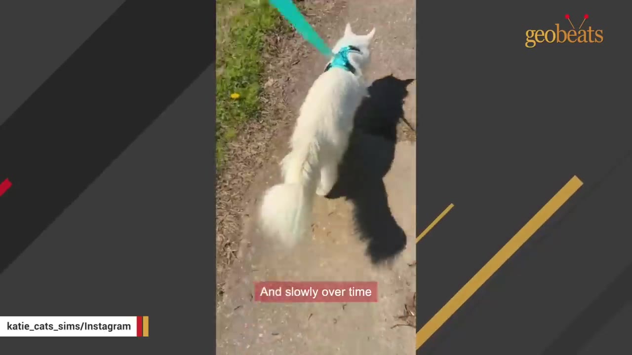 A fluffy white cat wearing a blue harness walks on a leash along a paved path outdoors.