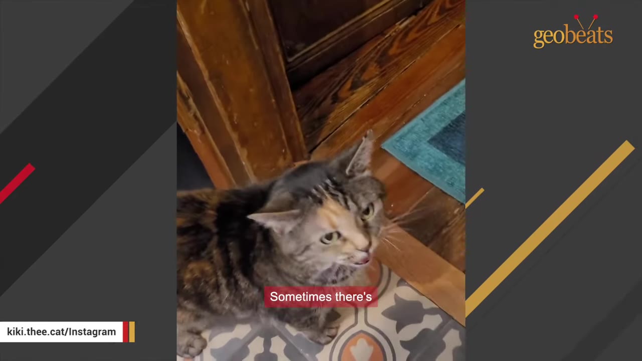 A calico tabby cat looking up with its mouth open as if vocalizing on a patterned tile floor.