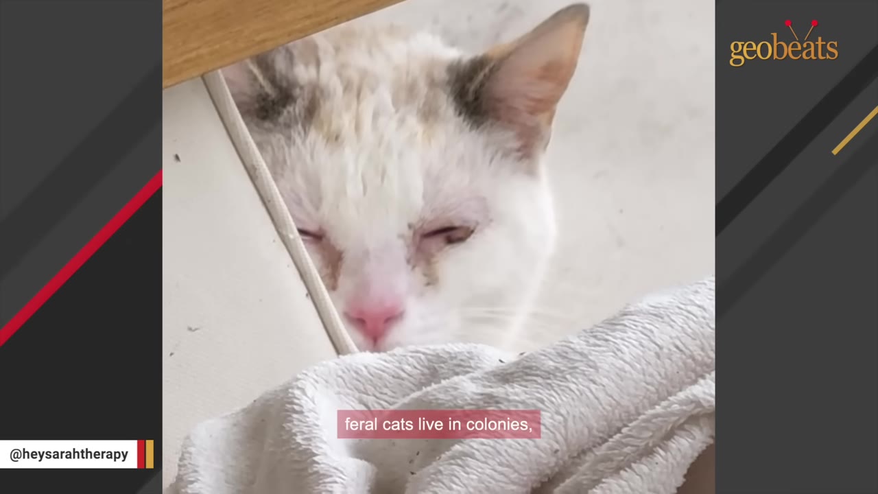 A close-up of a white cat with dirty fur around its eyes and face, looking tired and worn.