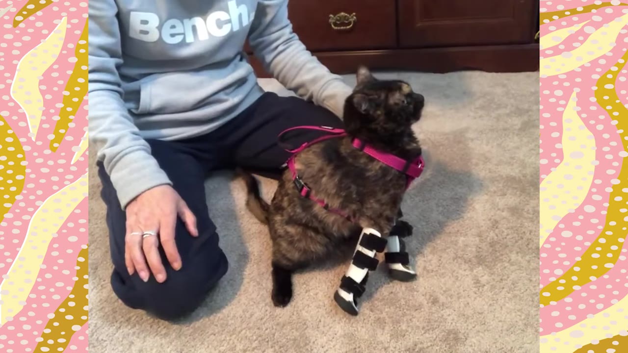A tortoiseshell cat wearing a pink harness and black-and-white splints on both of its front legs sits on a carpet next to a person.