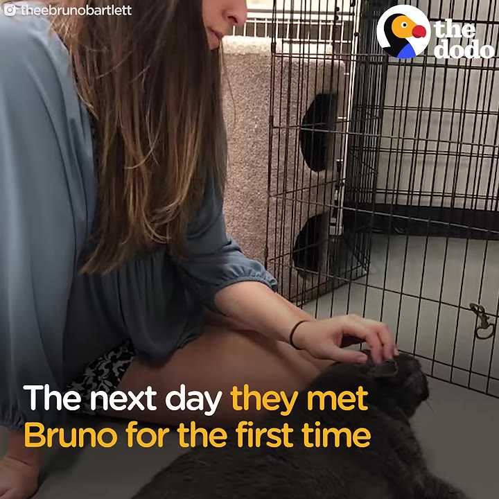 A woman sits on the floor next to a wire cage, gently petting a large grey cat.