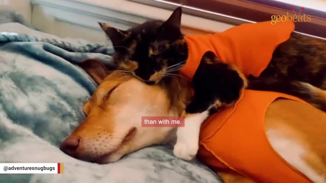 A tortoiseshell cat wearing an orange shirt cuddles closely on top of a sleeping brown dog's head.