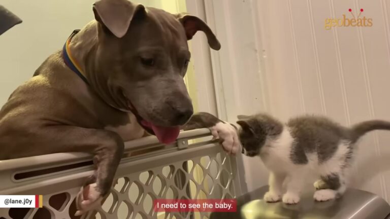 California Pit Bull Lost Her Puppies, But A Tiny Flood Survivor Gave Her Heart Exactly What It Needed