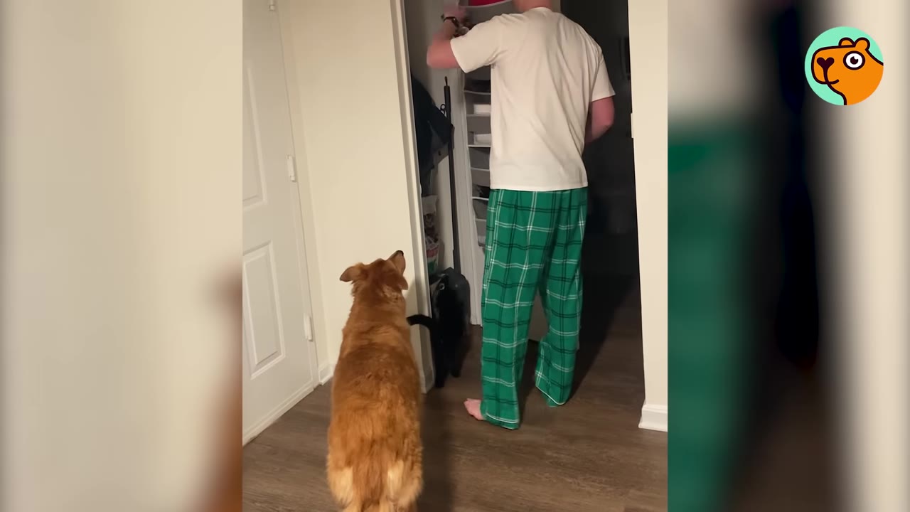 A golden retriever and a black cat stand near an open doorway where a person wearing green plaid pajama pants is standing.