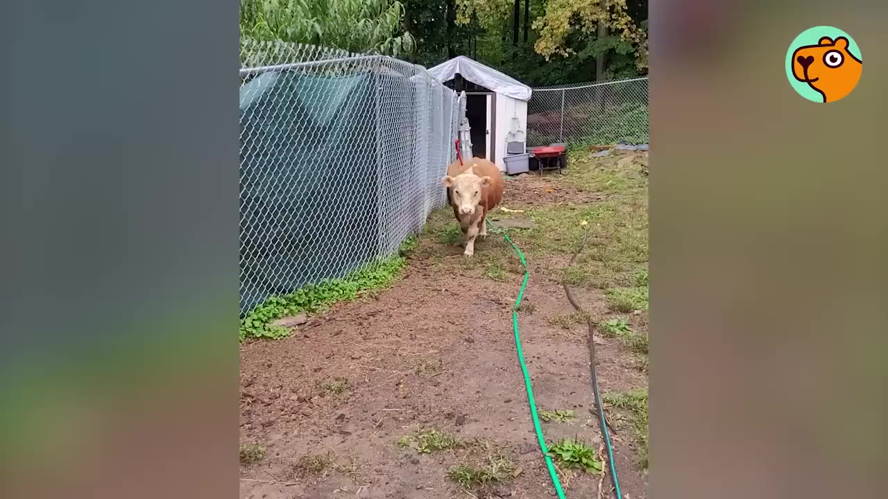 A brown and white calf walks along a chain-link fence in a backyard.