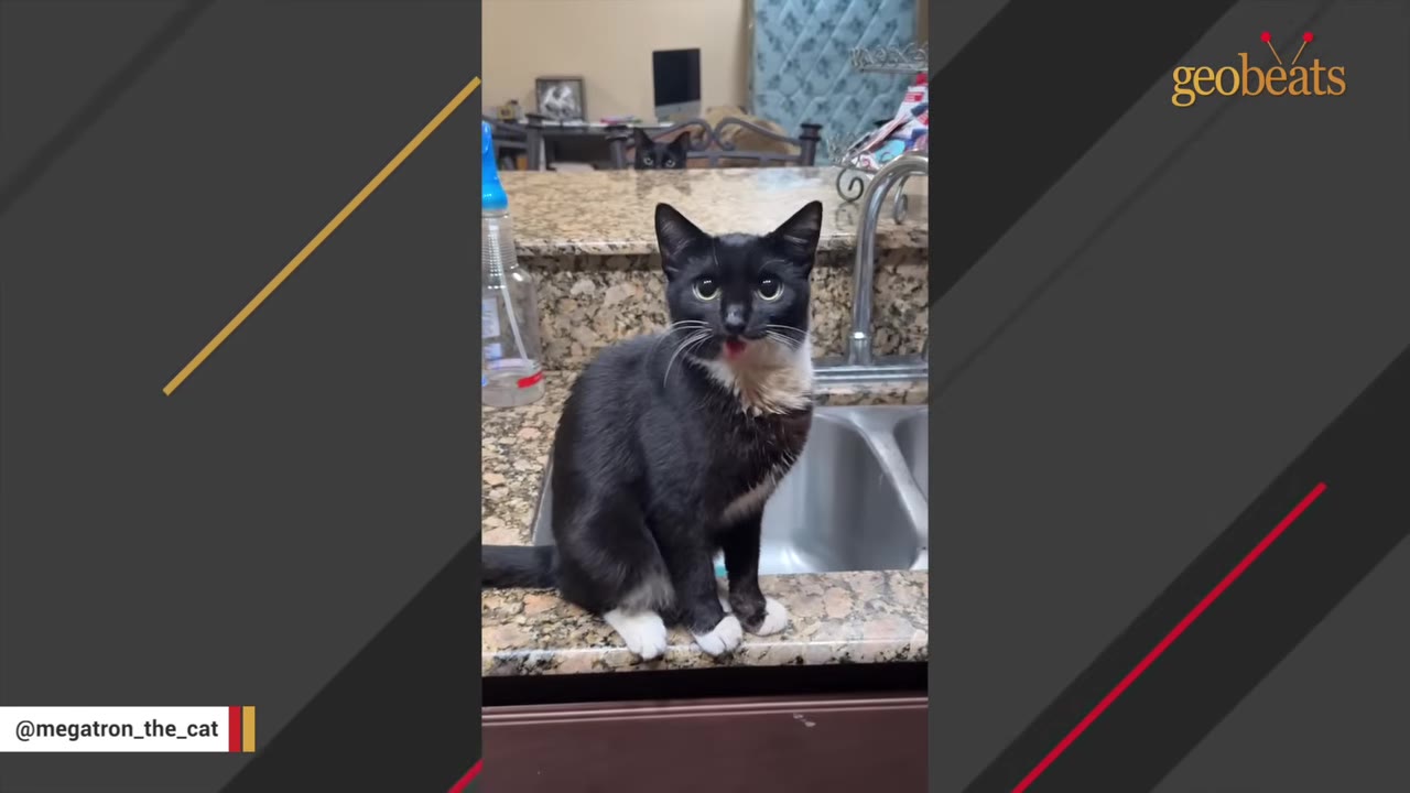 A black and white tuxedo cat with a stained chest sits on a granite kitchen counter next to a sink, while another black cat peeks over the counter in the background.