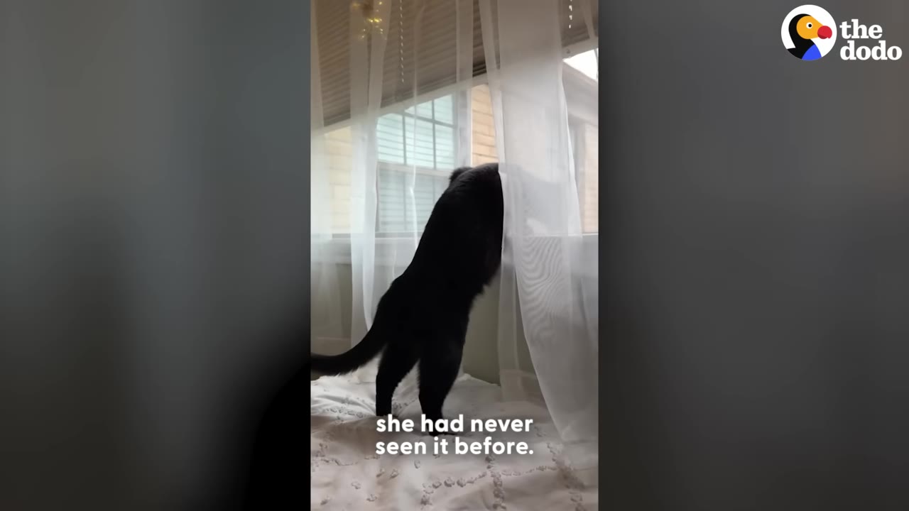 A black cat stands on its hind legs on a bed, looking out a window through sheer white curtains.
