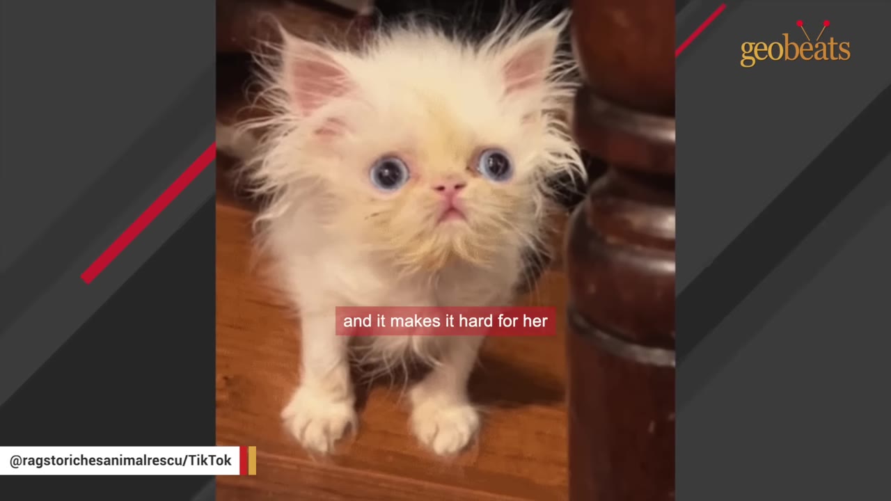 A fluffy white kitten with large blue eyes stands on a wooden floor, looking up with a concerned expression next to a wooden table leg.
