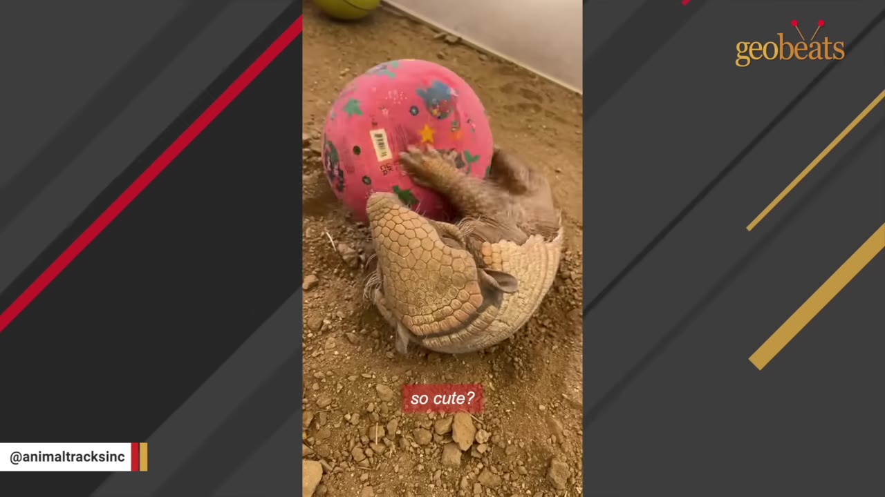 An armadillo on the dirt ground holding onto a large pink ball with its claws.