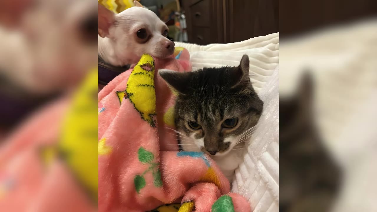 A close-up shot of a white Chihuahua and a tabby-and-white cat snuggled together under a pink blanket.