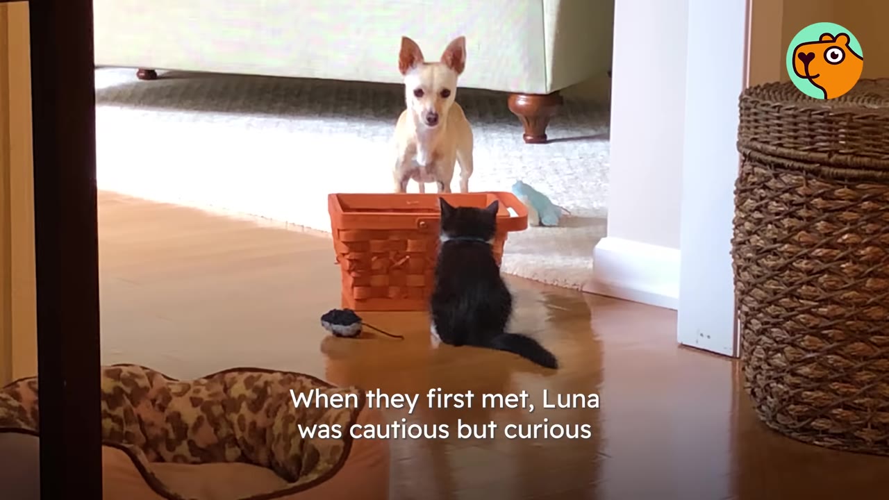 A small tan dog stands behind an orange basket, looking curiously at a small black kitten sitting on the wooden floor in front of the basket.