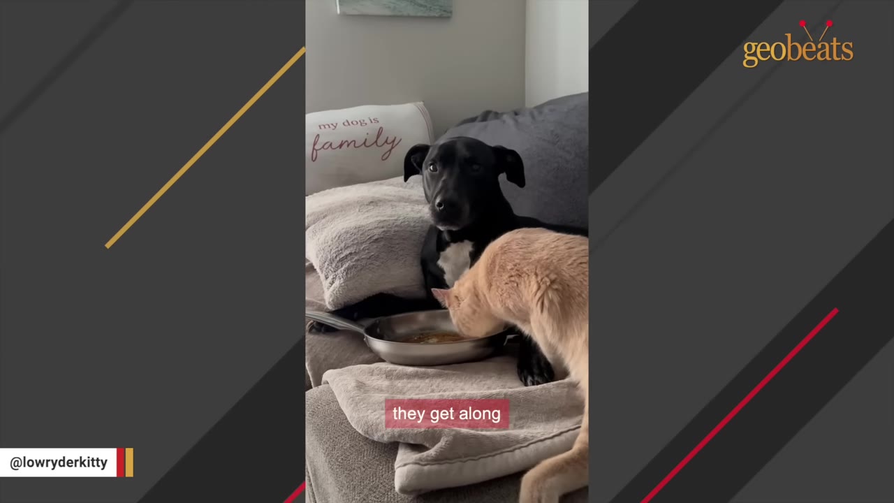 A black dog with a white chest sits on a couch next to a light orange cat who is sniffing a frying pan, with text overlay reading 'they get along'.