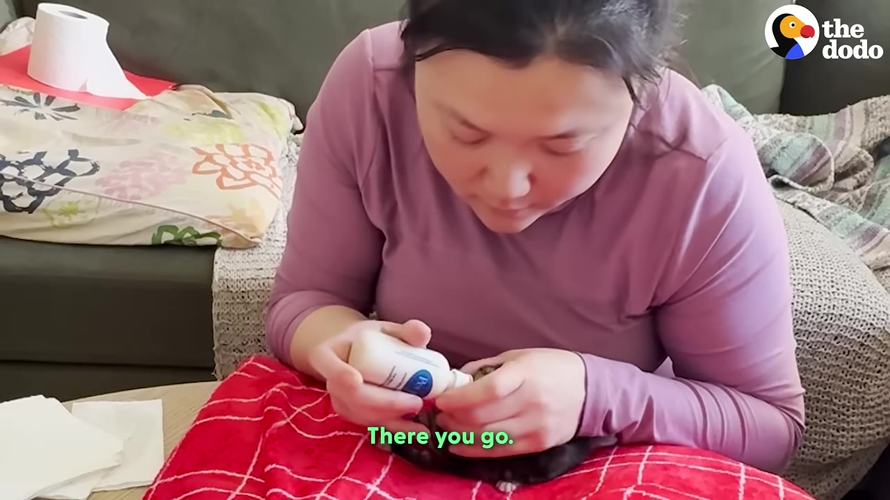 A woman in a purple long-sleeve shirt bottle-feeds a tiny kitten resting on a red blanket.