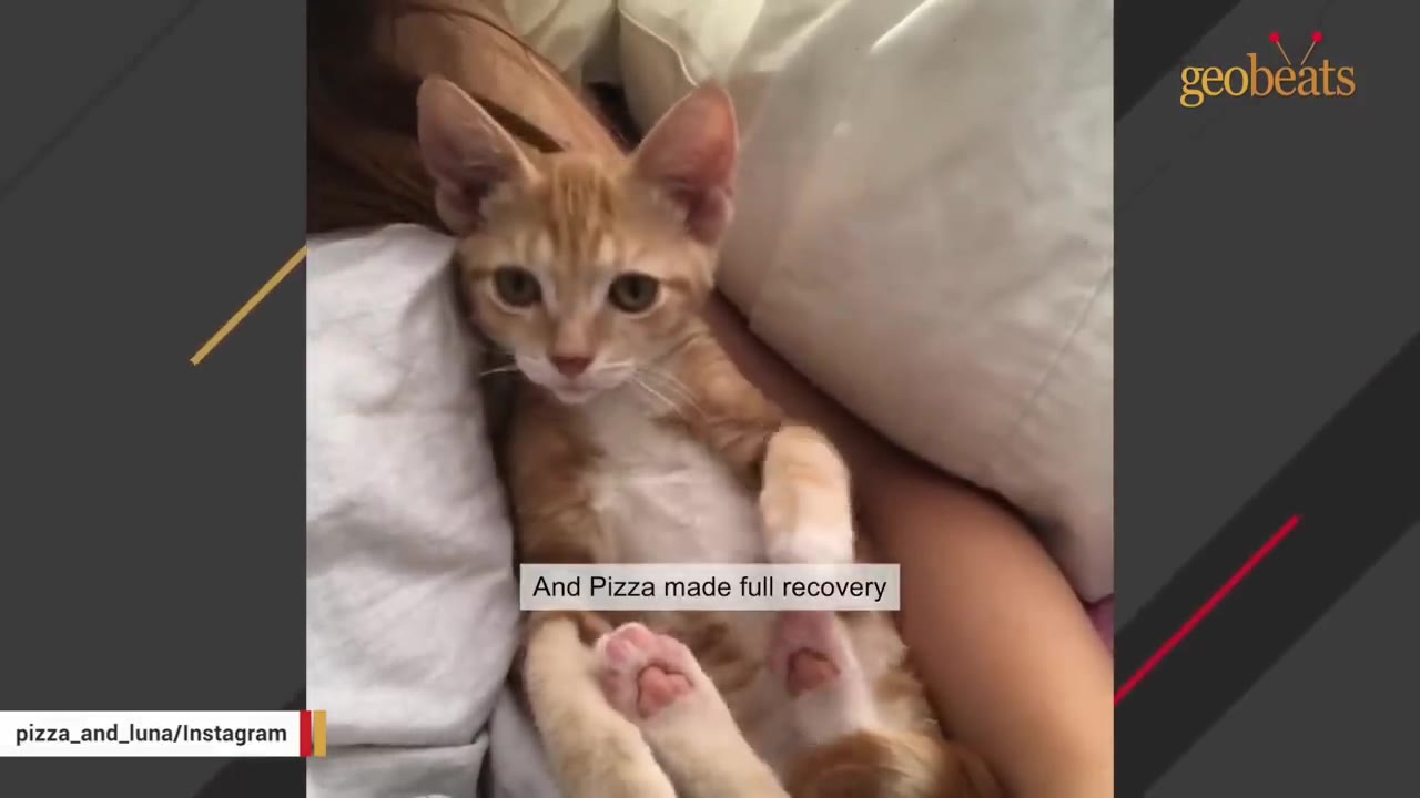 An orange and white kitten named Pizza lies on a person's lap, looking alertly at the camera.