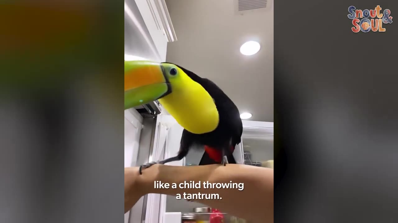 A close-up shot of a toucan with a bright yellow chest and a green and orange beak perched on a person's arm inside a home.