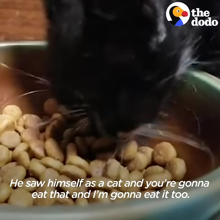 A close-up of a small black kitten eating dry kibble from a metal bowl.