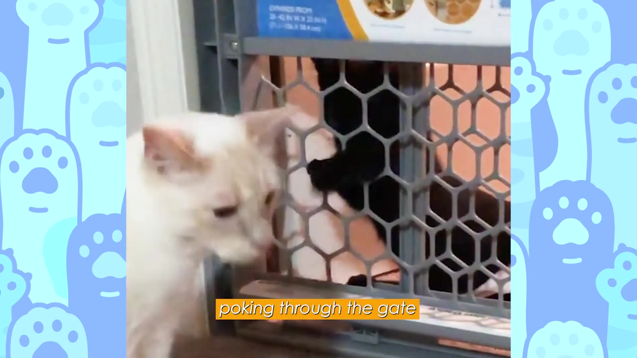 A black cat pokes its face through the openings of a plastic pet gate towards a white cat on the other side.
