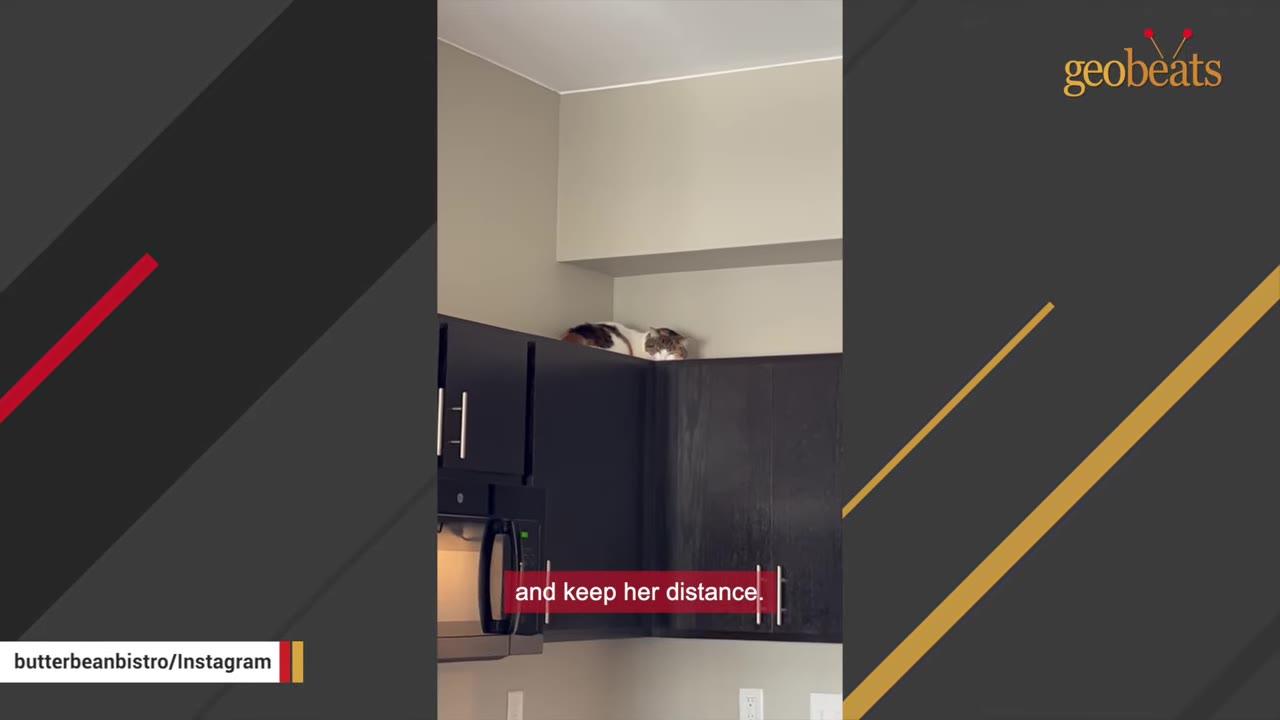 A calico cat peeks over the top of dark kitchen cabinets, hiding near the ceiling.