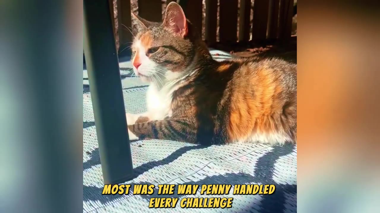 A calico tabby cat lies on an outdoor mat in the sunlight, looking off to the side.