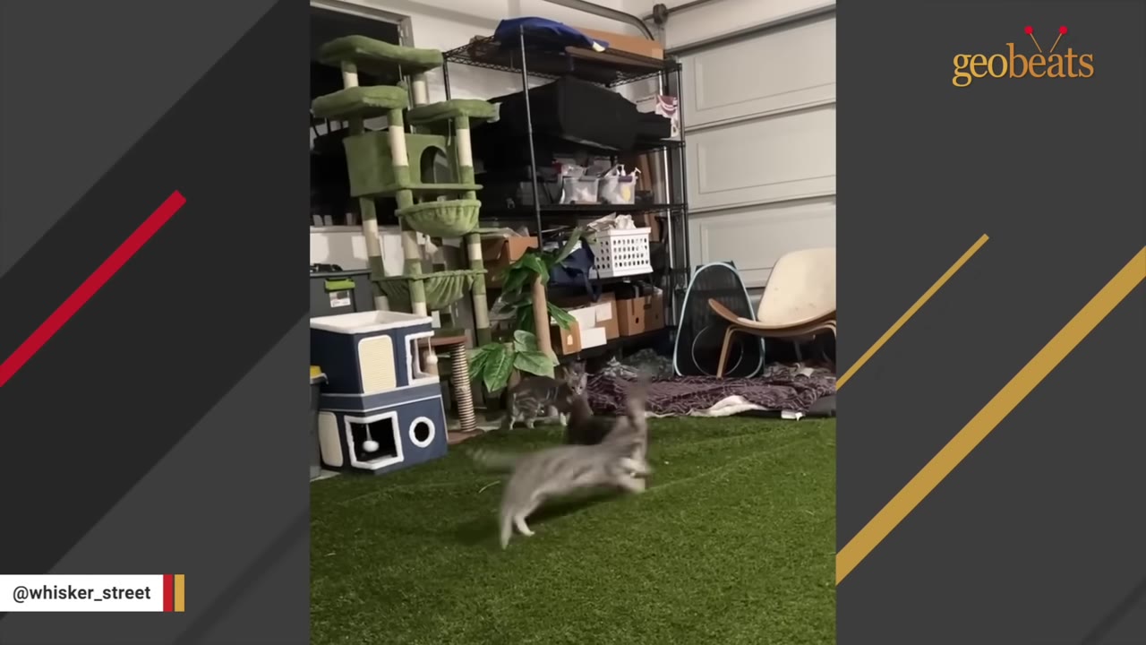Several cats playing in a garage converted into a cat playroom with green artificial turf, a tall green cat tree, and various cat toys.