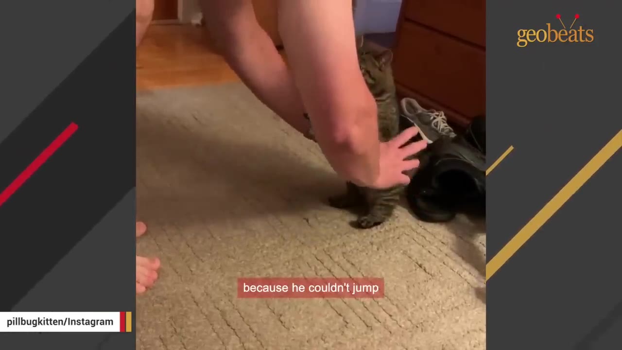 A small tabby cat stands on its hind legs on a carpet, supported by a person's hands, next to a pair of shoes.