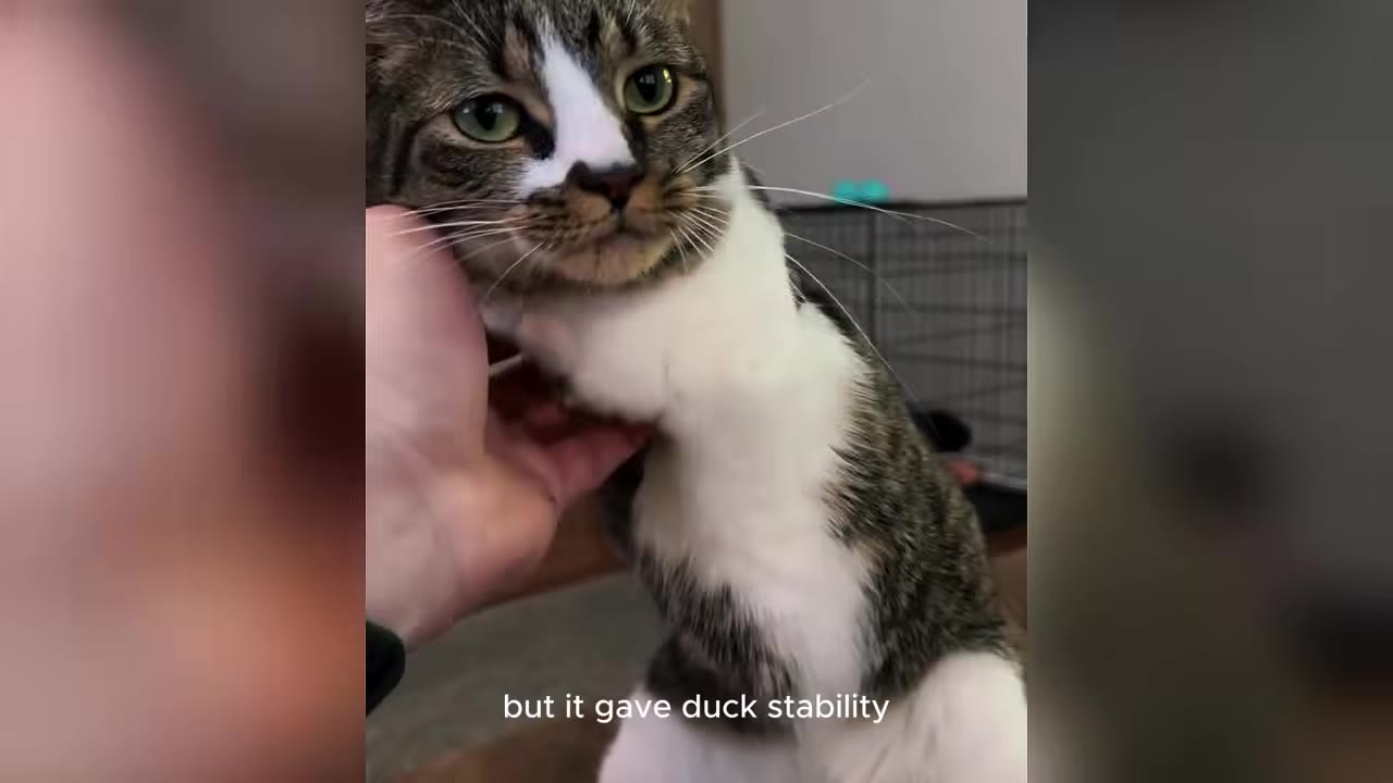 A close-up of a tabby and white cat with missing front legs being gently petted under the chin by a person's hand.