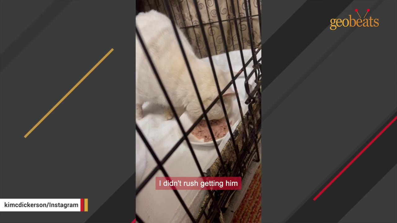 A white cat inside a wire crate eats wet food from a small white bowl.